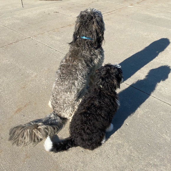 MEET THE POSHER- ITEMS ADDED FREQUENTLY - Picture 2 of 5